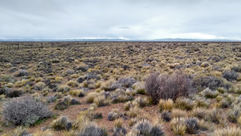 En la Patagonia, pastos y arbustos conviven para producir más