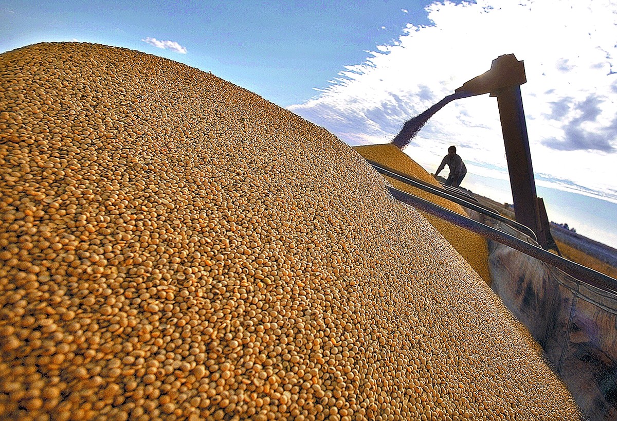 Fuerte caída en el precio de la soja en Argentina: impacto de la guerra comercial y estrategias para el productor