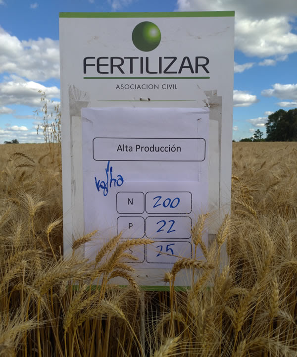 Fertilidad 2025: claves para el manejo eficiente de suelos y cultivos