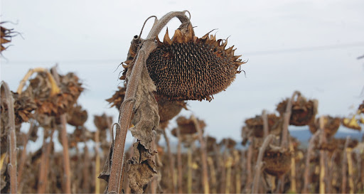 Lluvias generalizadas mejoran la soja y el maíz, pero complican la cosecha de girasol