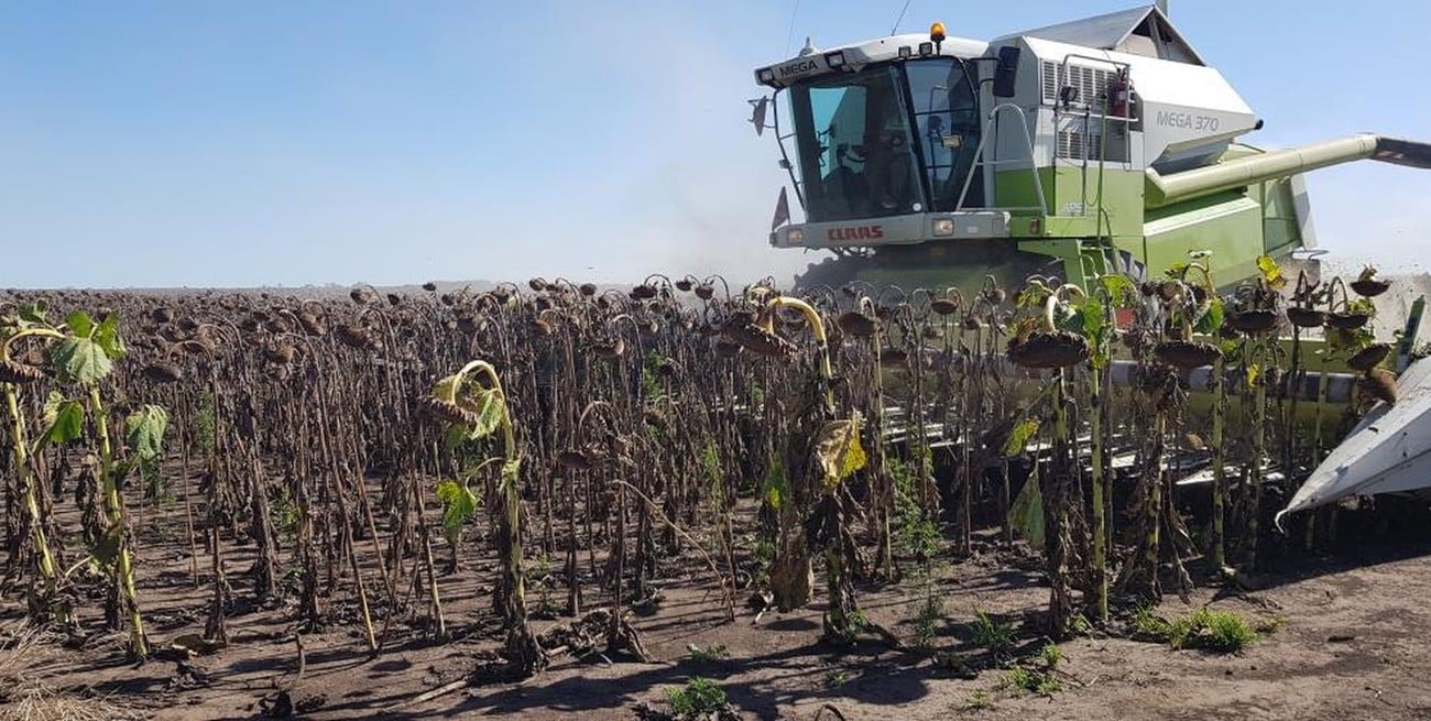 Lluvias generalizadas mejoran la soja y el maíz, pero complican la cosecha de girasol