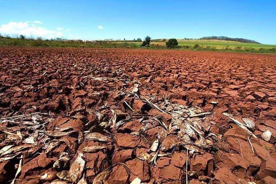 La sequía impactará en los precios agrícolas en Paraguay y el Gobierno busca mitigar sus efectos