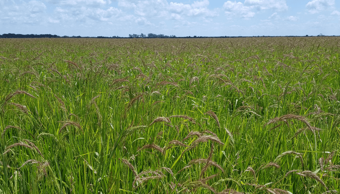 Alerta en Entre Ríos: detectan nueva maleza resistente a herbicidas y preocupa su expansión