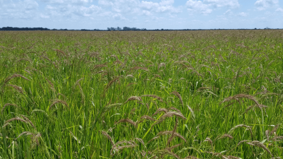 Alerta en Entre Ríos: detectan nueva maleza resistente a herbicidas y preocupa su expansión