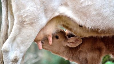 El poder del calostro: clave para la salud del ternero desde el primer día