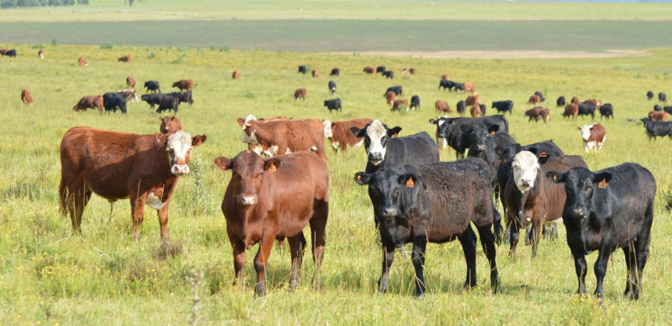 Megaestafa en el agro uruguayo: miles de afectados y más de USD 250 millones en juego