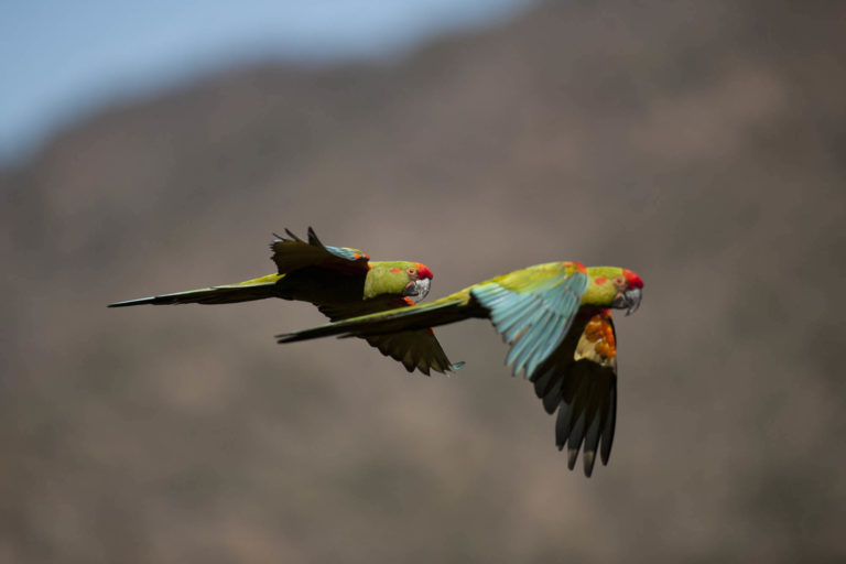 El comercio agrícola internacional acelera la crisis de biodiversidad en Brasil y México