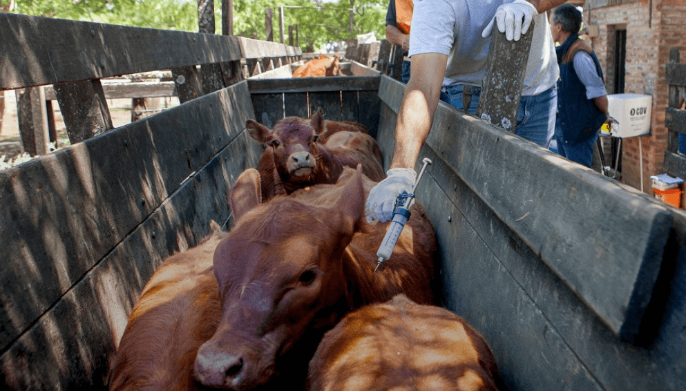 Corrientes inicia campaña de vacunación antiaftosa con desafíos y propuestas de cambio