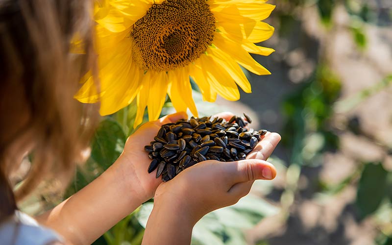 Soja y maíz en alza: lluvias mejoran perspectivas, pero la cosecha de girasol preocupa