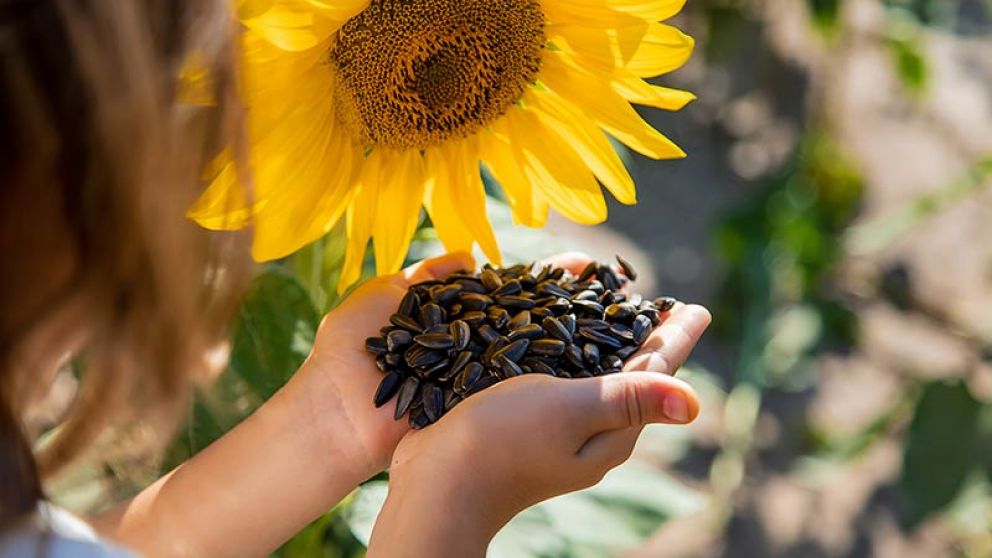 Soja y maz en alza: lluvias mejoran perspectivas, pero la cosecha de girasol preocupa