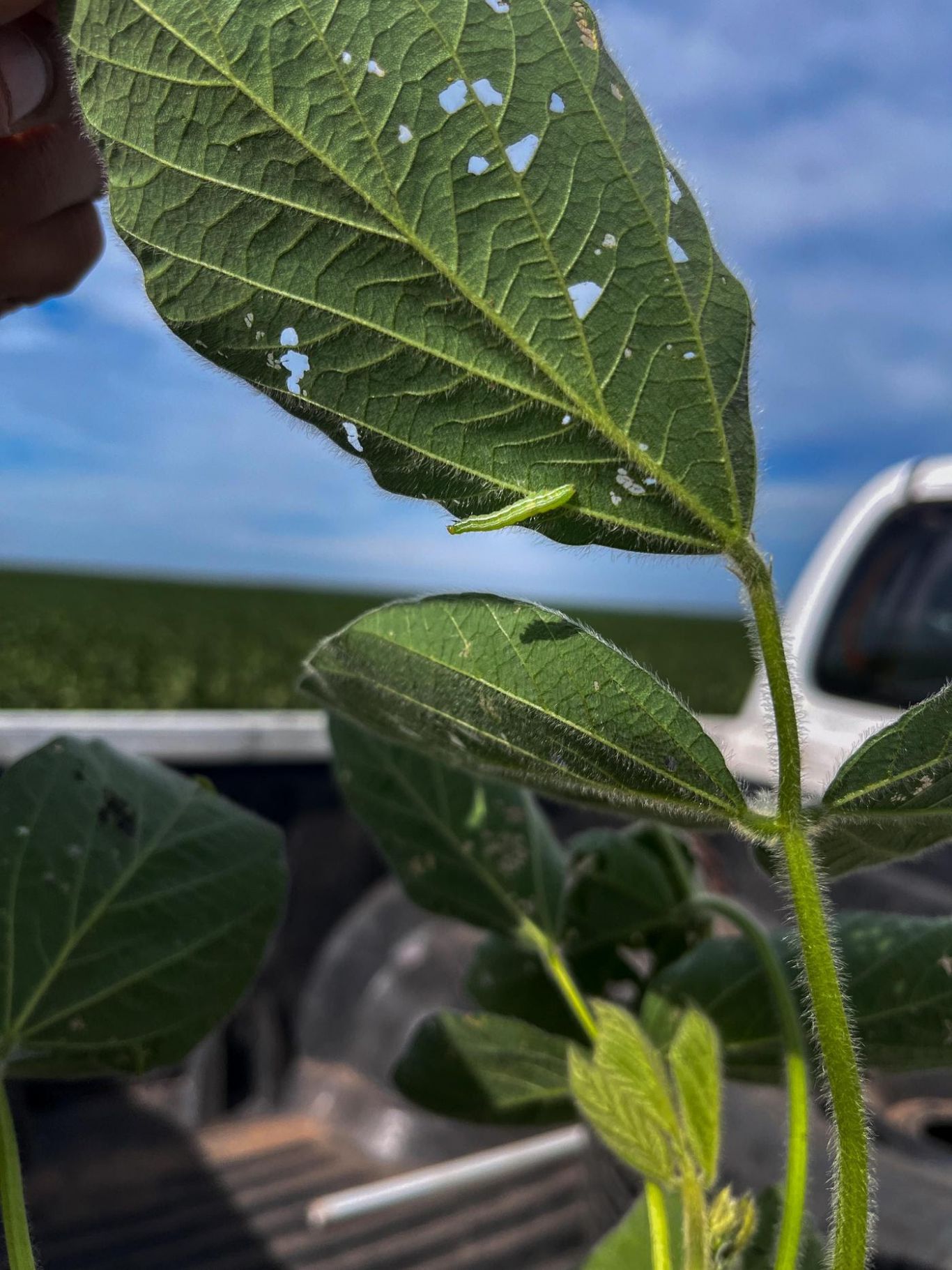 Innovación en protección de cultivos: Sumitomo Chemical lanza una nueva molécula insecticida en Argentina