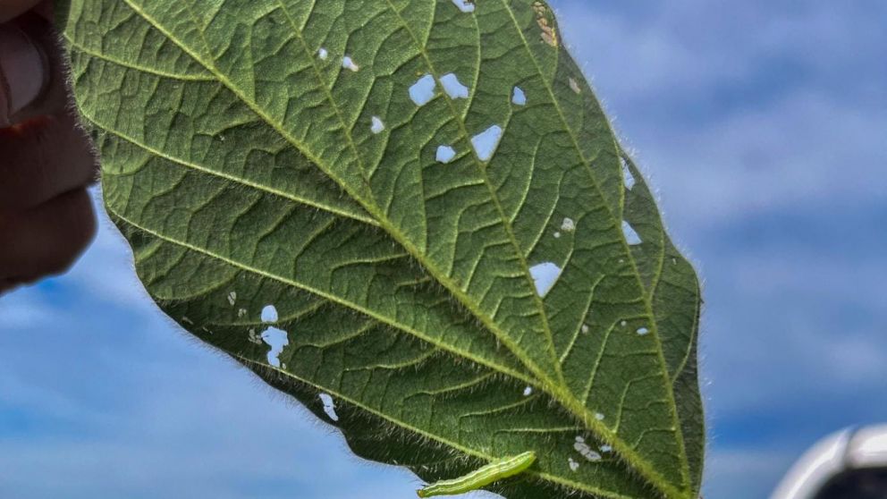 Innovacin en proteccin de cultivos: Sumitomo Chemical lanza una nueva molcula insecticida en Argentina