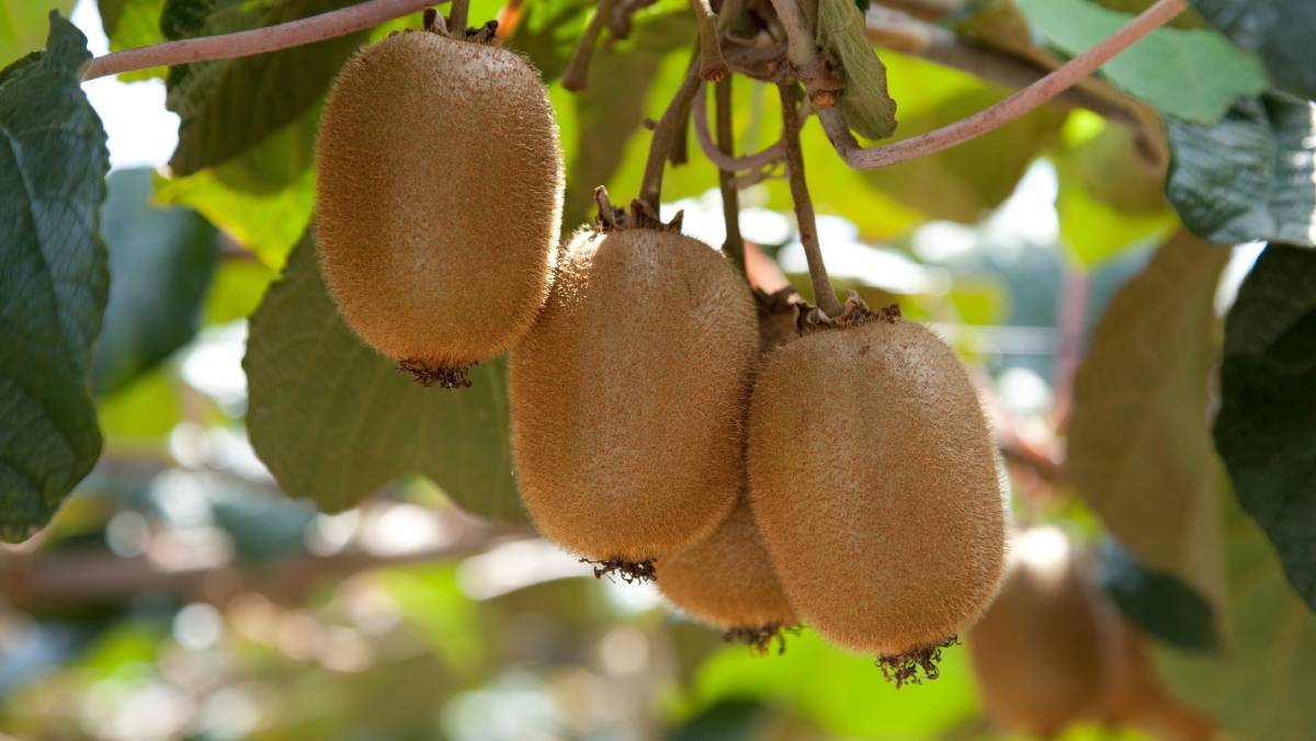 Chile amplía su mercado en Vietnam: el kiwi y los arándanos buscan su lugar