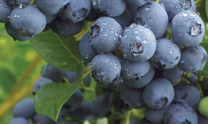 Chile amplía su mercado en Vietnam: el kiwi y los arándanos buscan su lugar