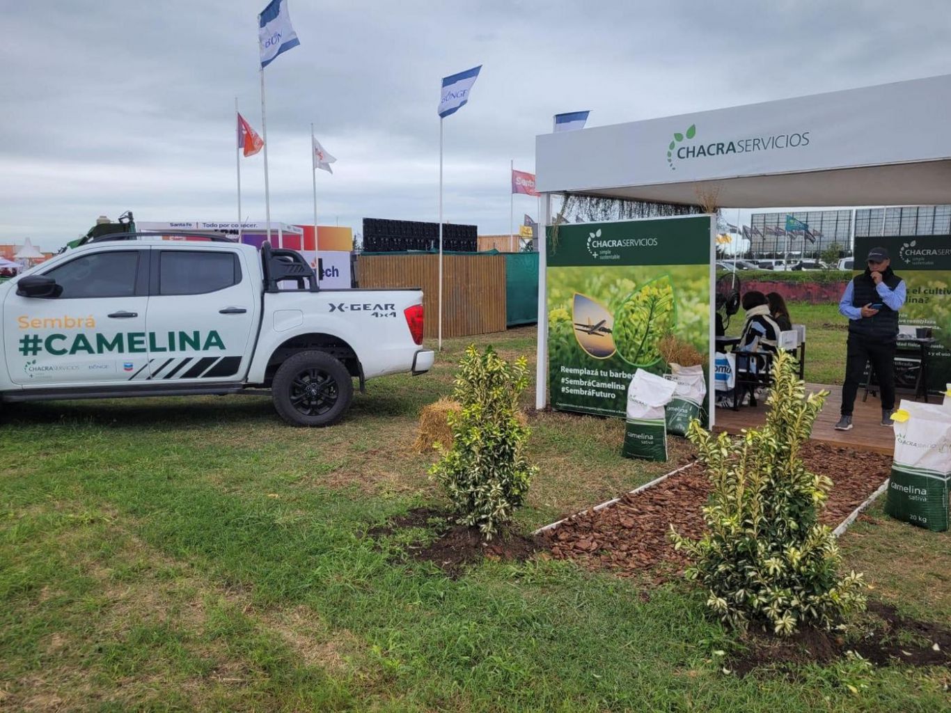 Camelina, el cultivo que crece en Argentina como alternativa sustentable y rentable