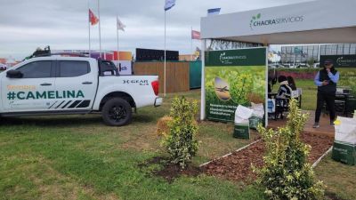 Camelina, el cultivo que crece en Argentina como alternativa sustentable y rentable
