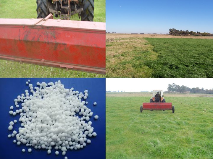 Estrategias de fertilización: impacto del nitrógeno en la calidad del forraje y la producción animal