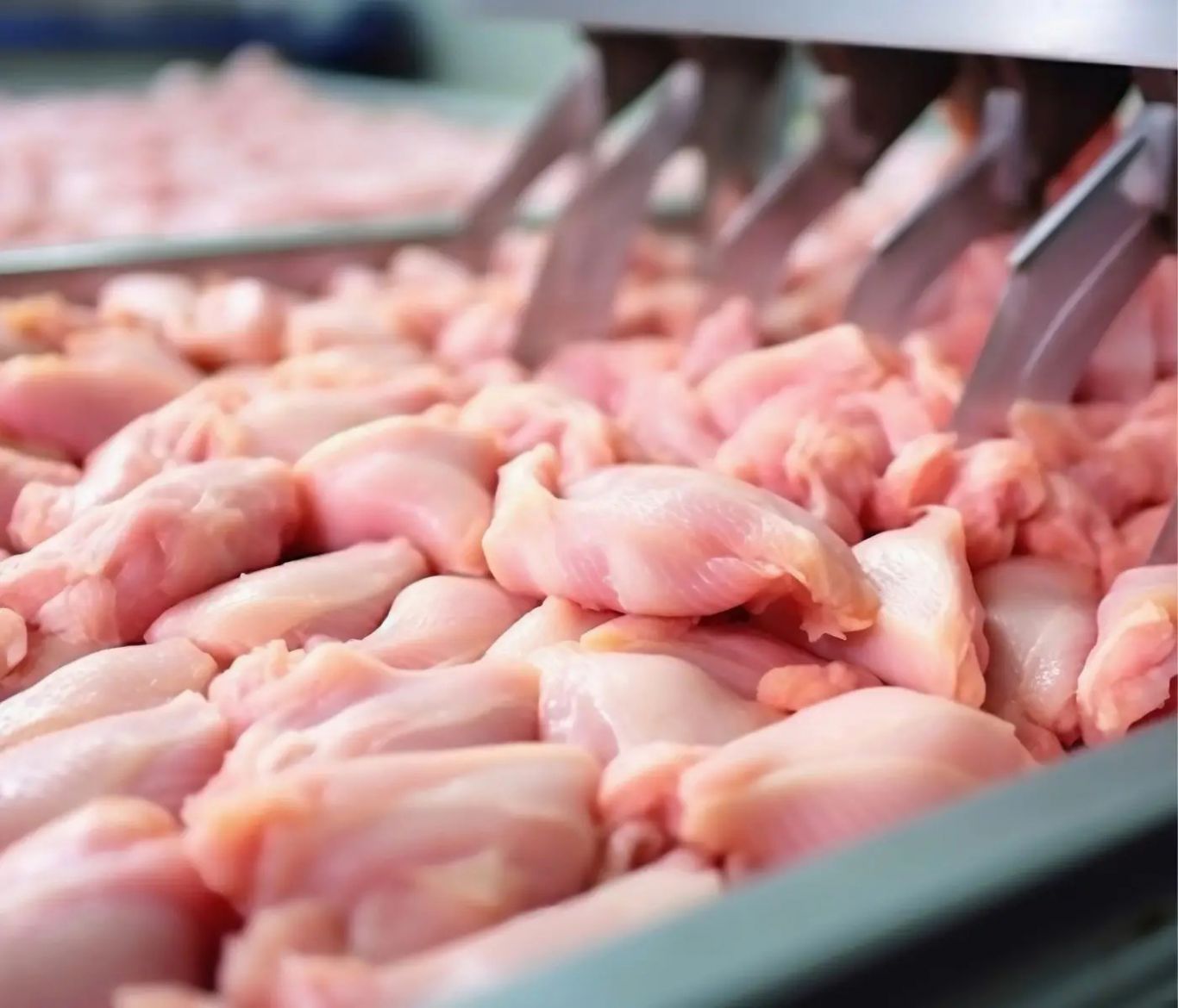 Carne aviar argentina: entre la madurez del consumo interno y la oportunidad exportadora