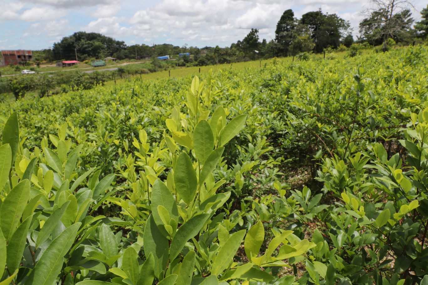 México y Bolivia respaldan a Colombia en su pedido a la ONU para despenalizar la hoja de coca