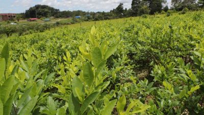 México y Bolivia respaldan a Colombia en su pedido a la ONU para despenalizar la hoja de coca
