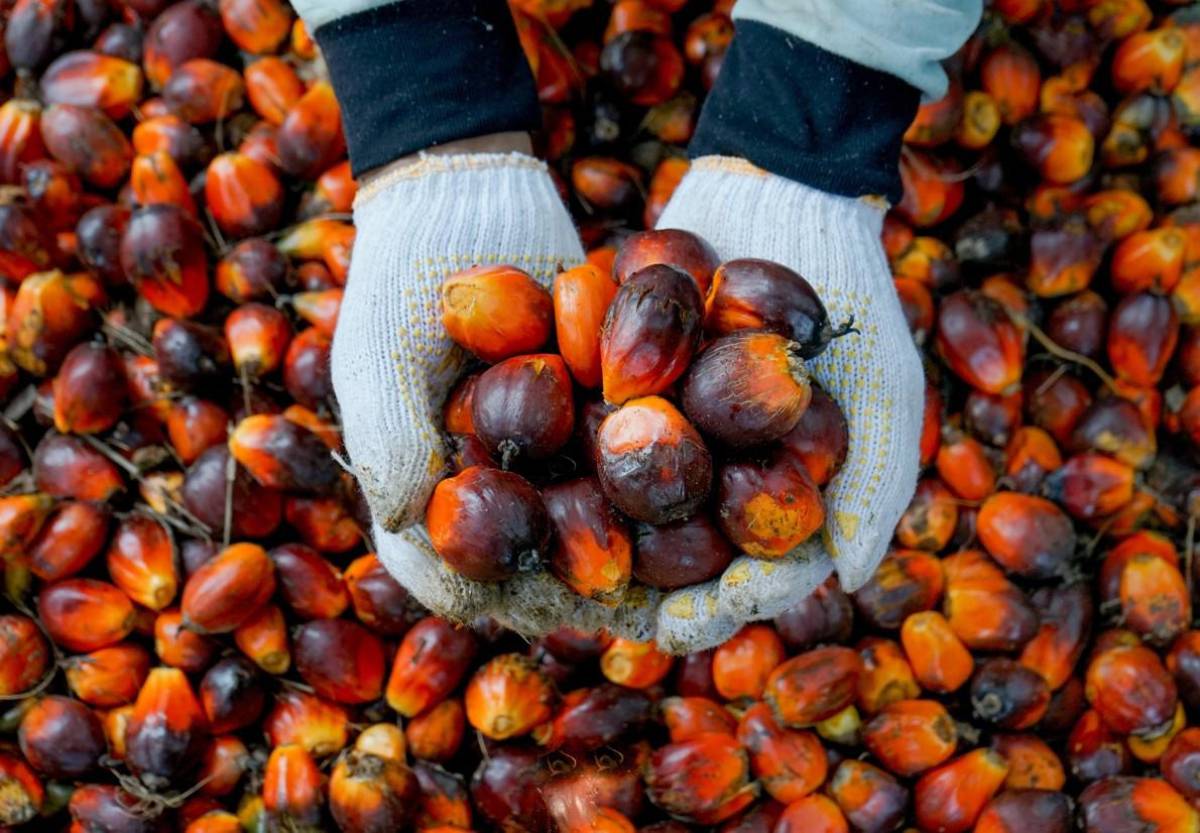 Indonesia impulsa sus exportaciones de aceite de palma con reducción de impuestos