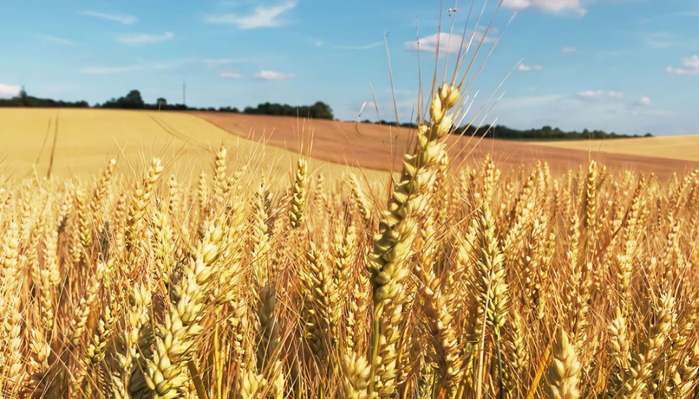 Los precios del trigo caen a pesar de las existencias finales más ajustadas