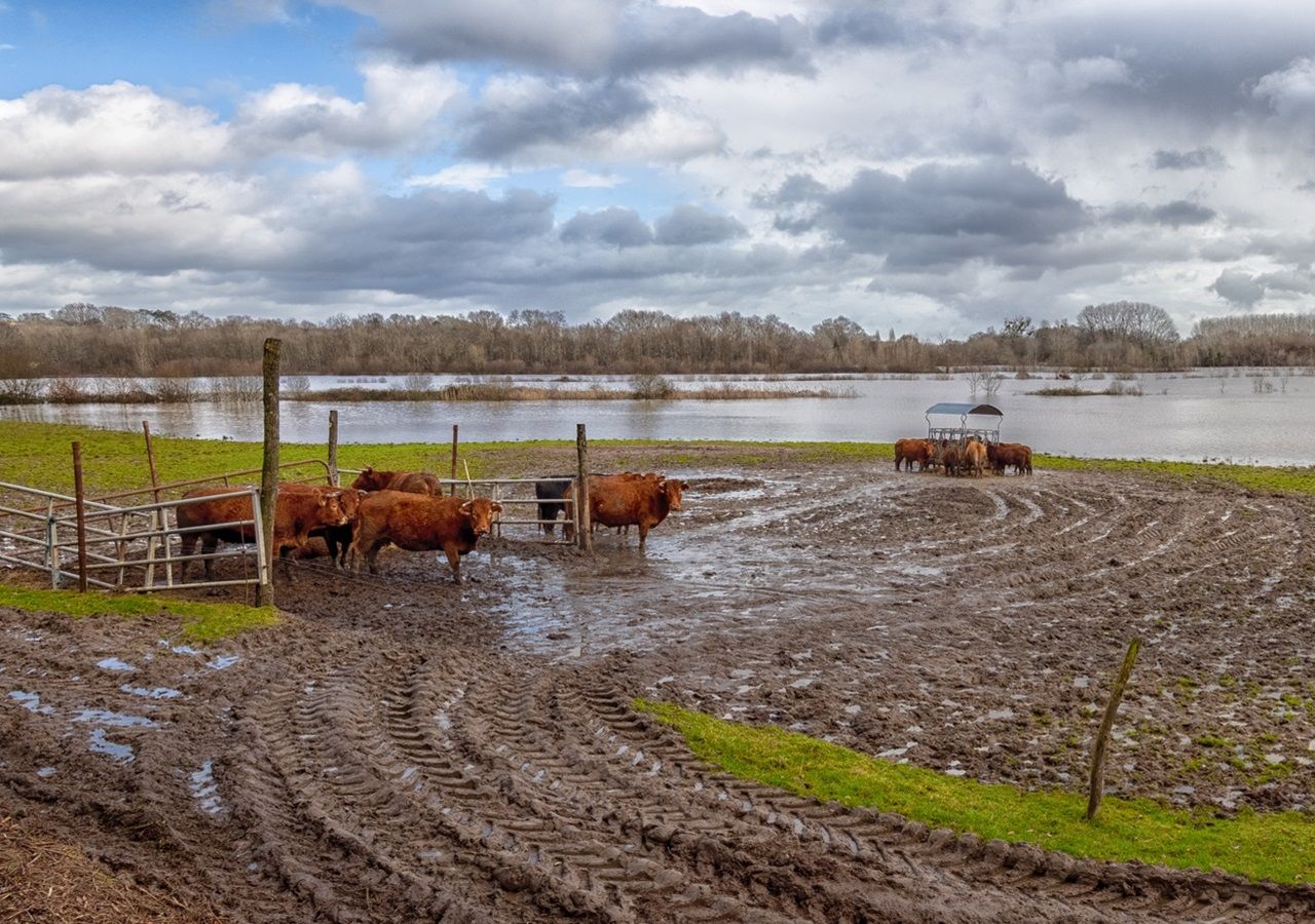 Por las inundaciones se modificó el calendario de vacunación contra la fiebre aftosa en Bahía Blanca