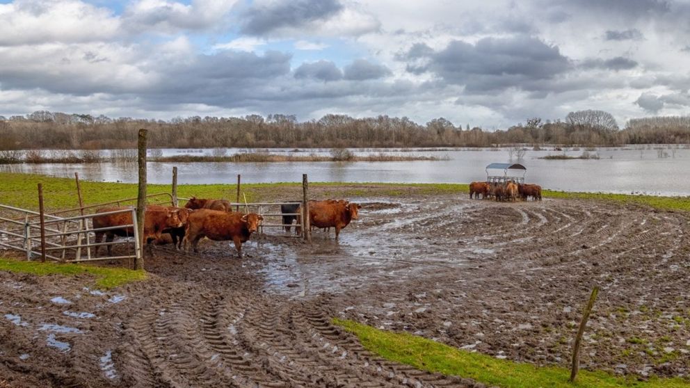 Por las inundaciones se modific el calendario de vacunacin contra la fiebre aftosa en Baha Blanca