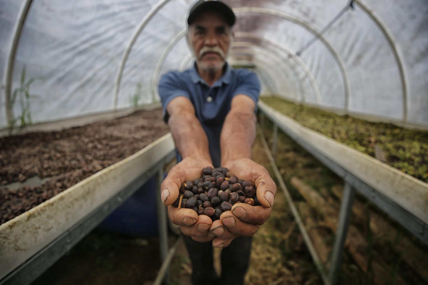 Honduras enfrenta una crisis cafetalera por el impacto del clima y las plagas