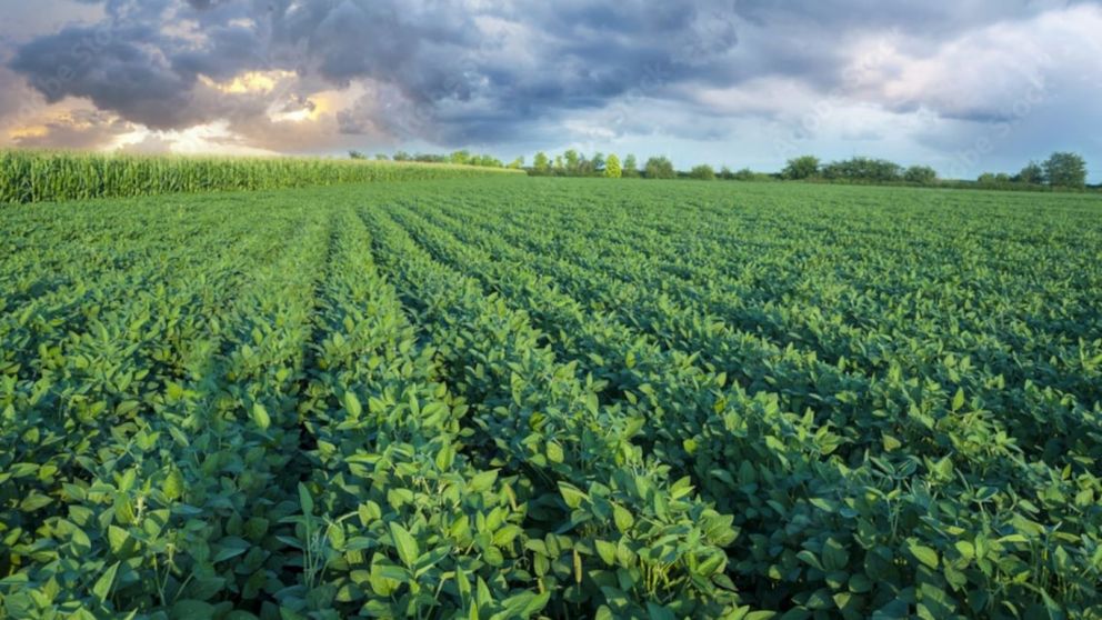 Brasil aumentar el rea de soja para la cosecha 2025/26 en casi 500 mil ha