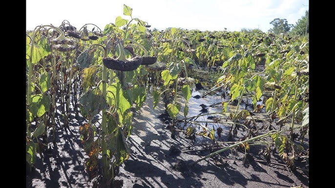 El exceso de lluvias afecta la producción agricola en 9 de julio