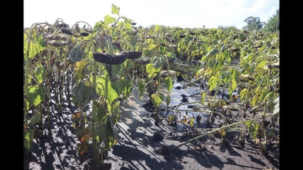 El exceso de lluvias afecta la produccin agricola en 9 de julio