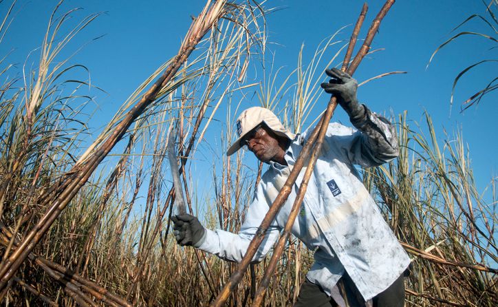 Estados Unidos levanta restricciones a la exportación de azúcar desde República Dominicana