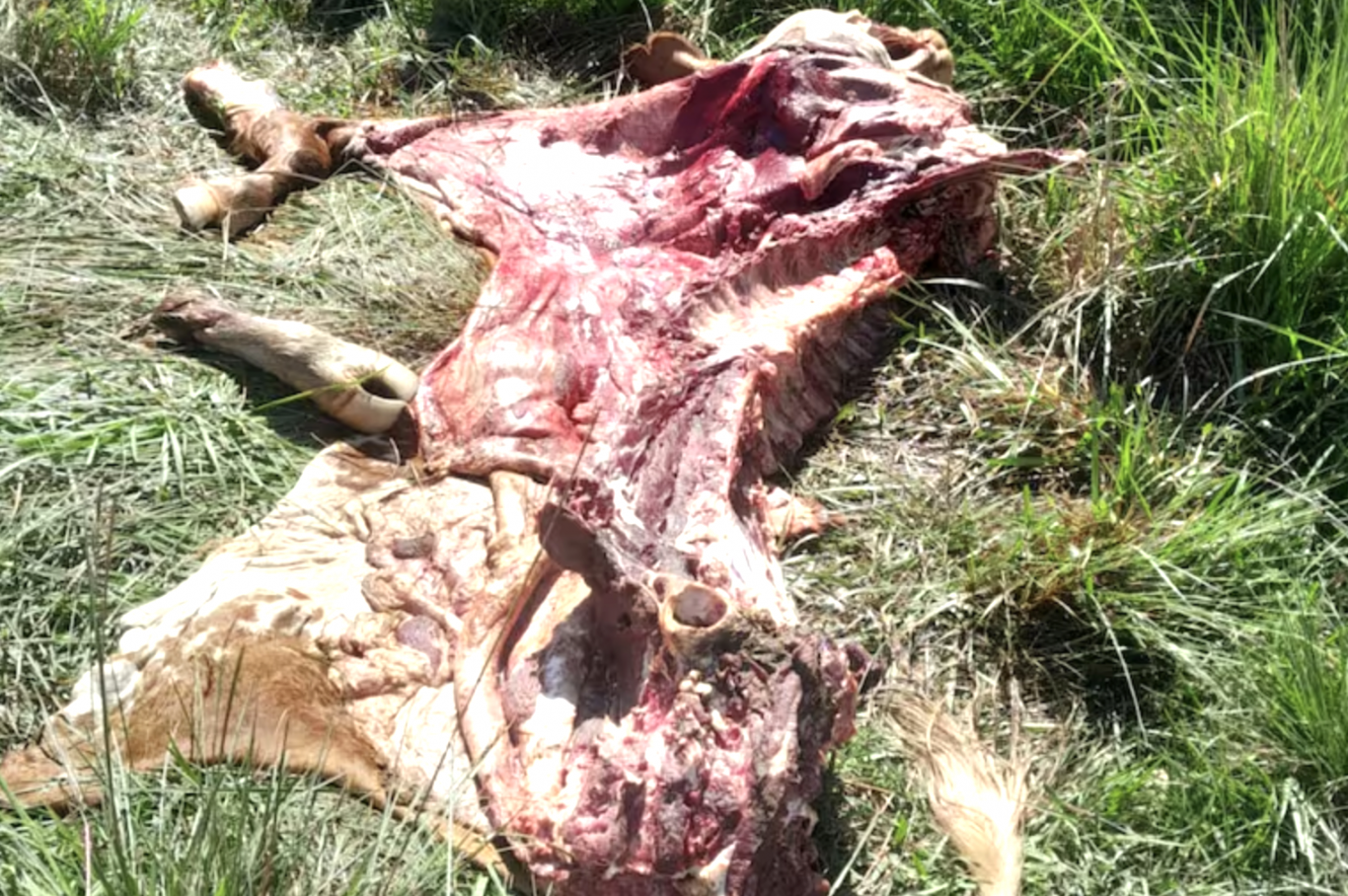 Crecen los robos de carne en Corrientes: productores instalan vigilancia propia para frenar el delito