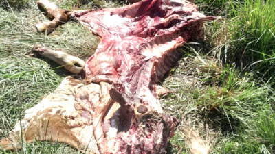 Crecen los robos de carne en Corrientes: productores instalan vigilancia propia para frenar el delito