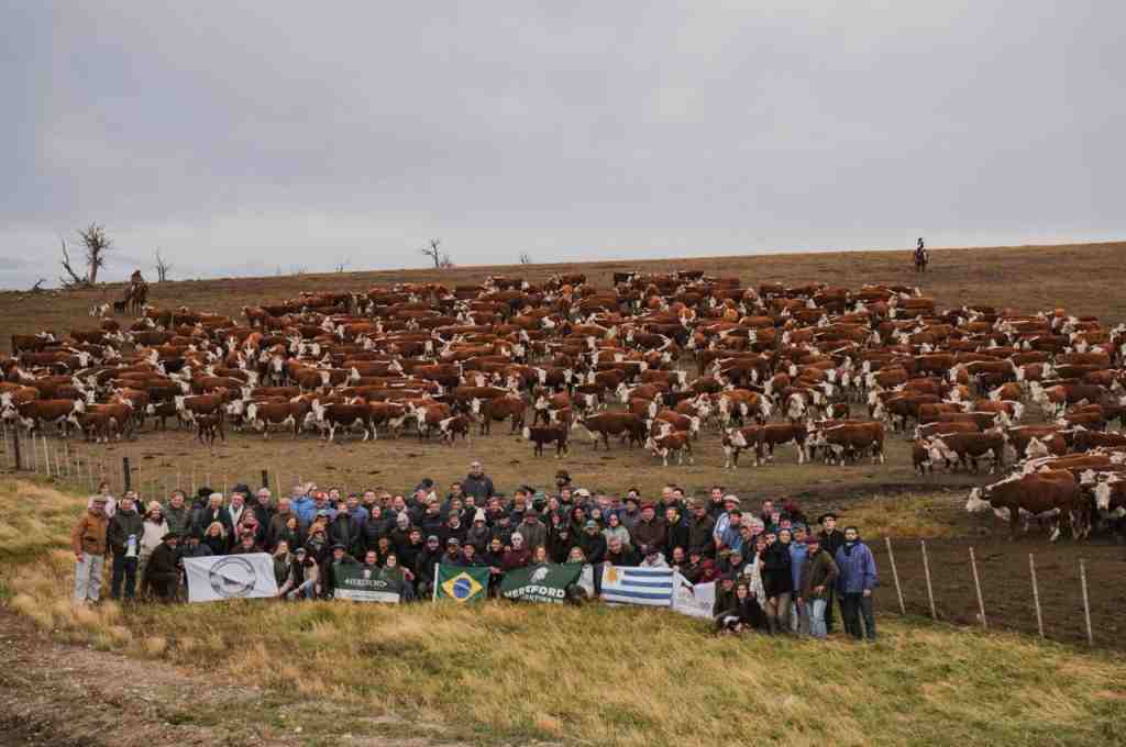 Hereford Argentina refuerza su liderazgo con una gira ganadera en Tierra del Fuego 