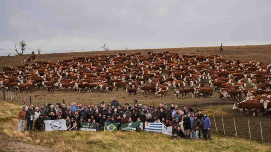 Hereford Argentina refuerza su liderazgo con una gira ganadera en Tierra del Fuego
