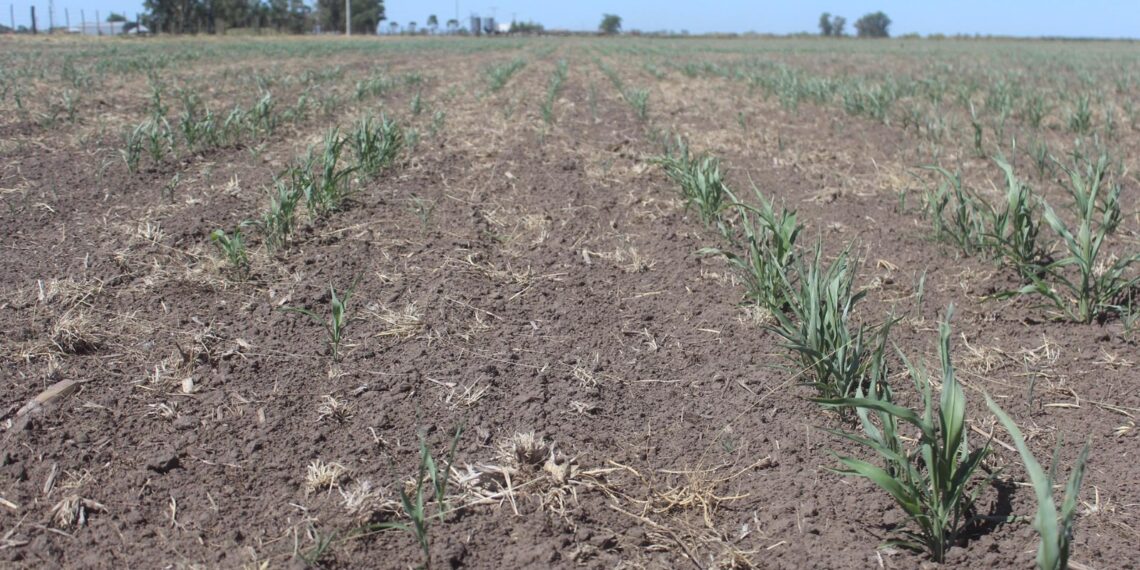Emergencia agropecuaria: Nación prorrogó la asistencia para productores de Santa Fe y Chaco por los efectos de la sequía