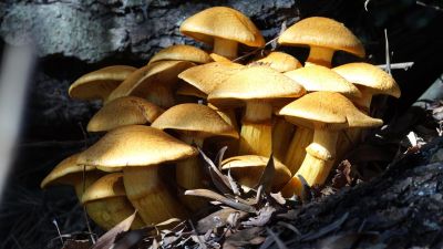 Peru en la Amazonía cultiva futuro: impulsan producción de hongos comestibles para mejorar ingresos y nutrición