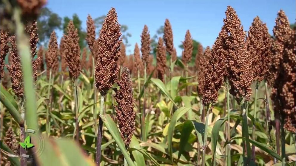 Bolivia avanza hacia China con un nuevo acuerdo para exportar sorgo