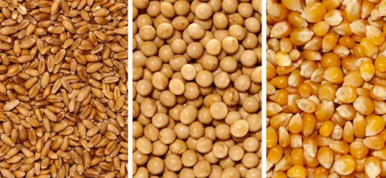 Mercado de Granos: Fuerte caída en soja, maíz y trigo presiona al sector agroexportador