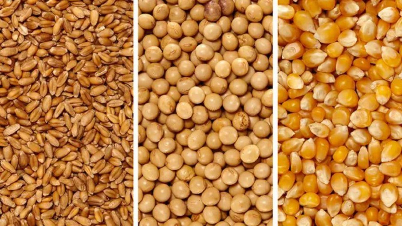 Mercado de Granos: Fuerte caída en soja, maíz y trigo presiona al sector agroexportador