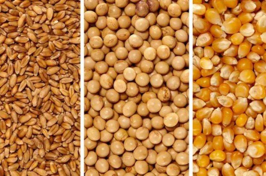 Mercado de Granos: Fuerte caída en soja, maíz y trigo presiona al sector agroexportador