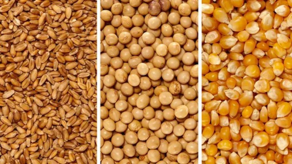 Mercado de Granos: Fuerte cada en soja, maz y trigo presiona al sector agroexportador