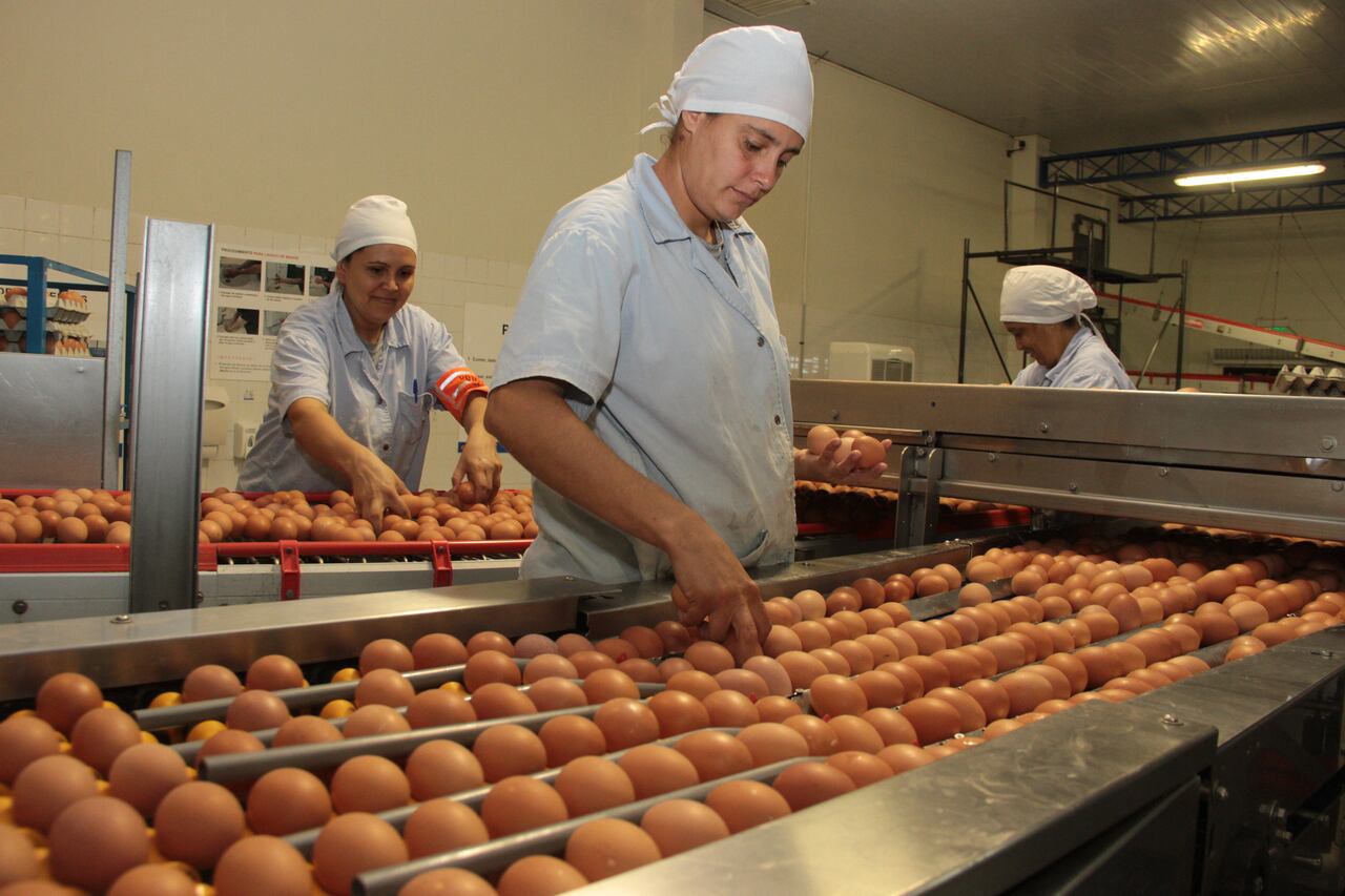 Estados Unidos busca huevos en Brasil y reabre el debate sobre normas sanitarias en plena crisis aviar