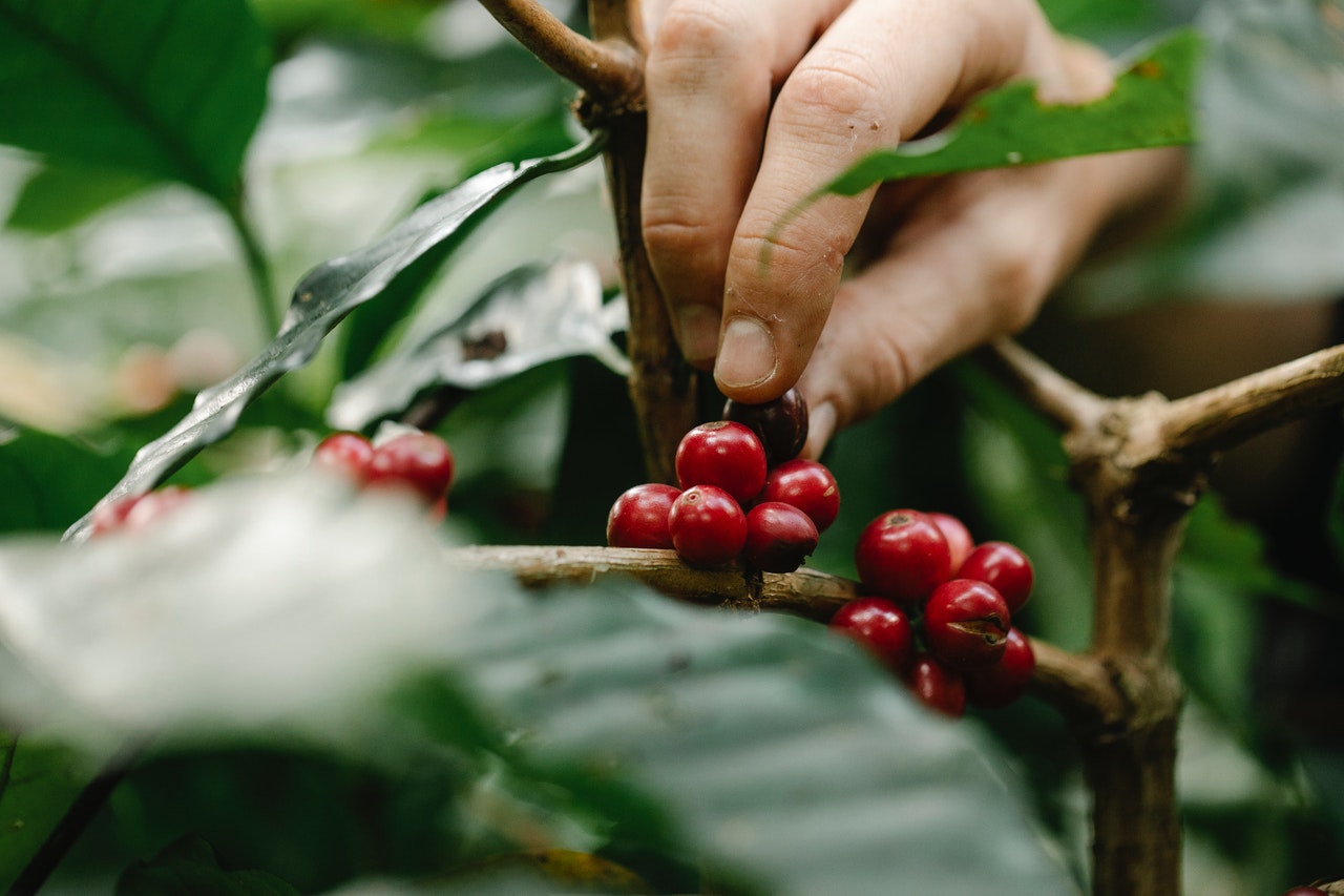 Café sin pago: miles de mujeres mexicanas cultivan, pero no cobran por su trabajo