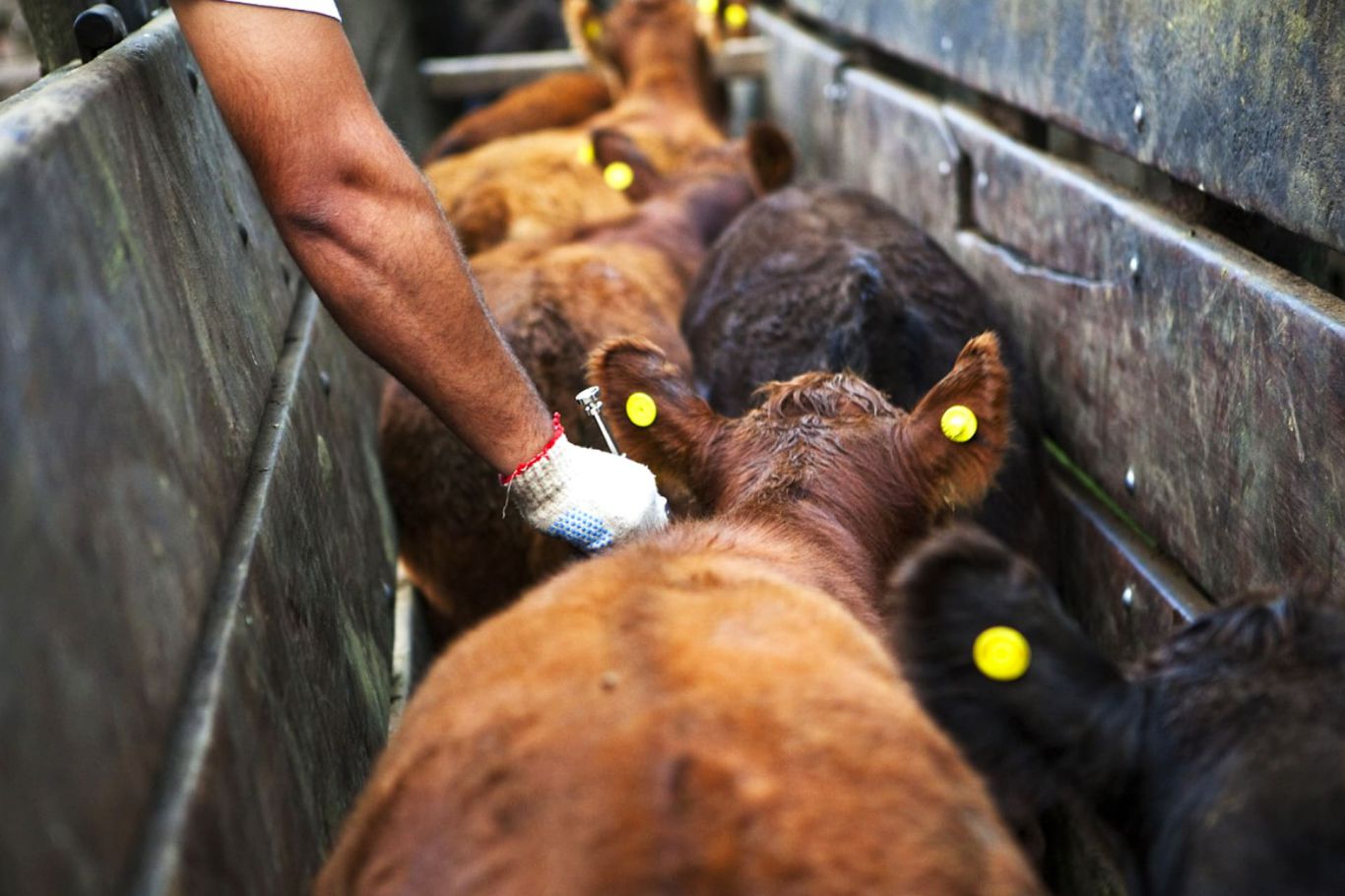 Argentina desarrolla una vacuna contra la fiebre aftosa sin virus vivo: hito científico con proyección global
