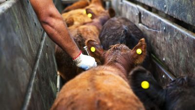 Argentina desarrolla una vacuna contra la fiebre aftosa sin virus vivo: hito científico con proyección global