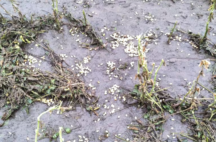 Devastación en el sudeste cordobés: una tormenta histórica destruyó cultivos a días de la cosecha