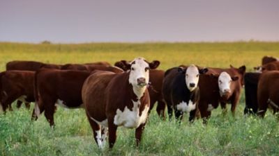La inflación baja el ritmo, pero la carne no afloja: señales de alerta desde la economía real